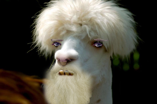 the davi lamma